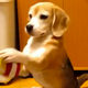Image for article titled The Best Videos of the Week